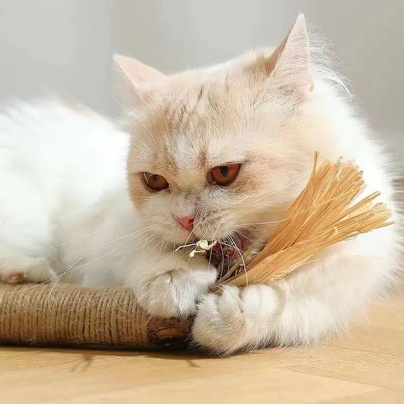 Catnip Cat Toys Natural Matatabi Pet Cat Snacks Stick Cleans Tooth